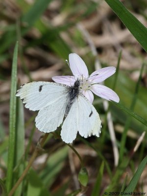 Falcate Orangetip