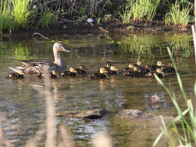 The Mallard flotilla