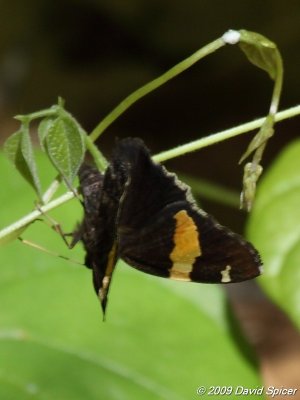 Golden-banded Skipper laying an egg