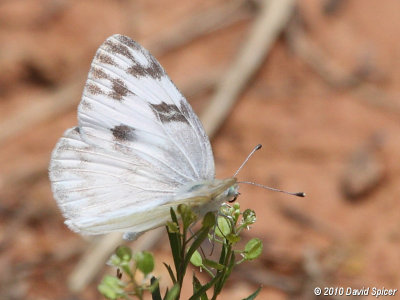 Checkered White