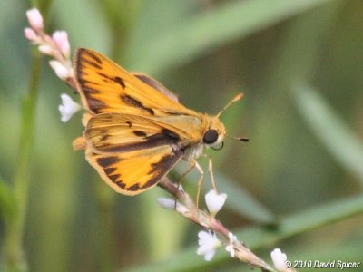 Fiery Skipper (male)