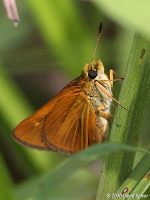 Dion Skipper