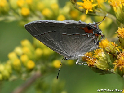 Gray Hairstreak