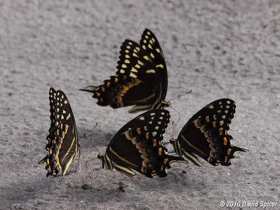 Palamedes Swallowtails