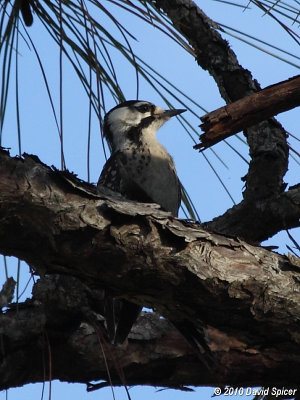 Red=cockaded Woodpecker