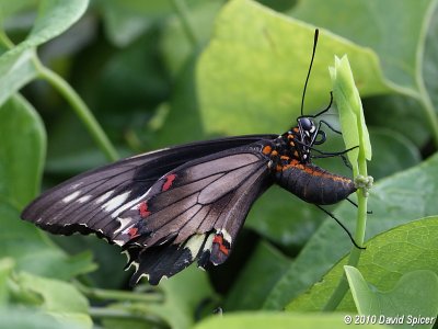 Polydamas Swallowtail