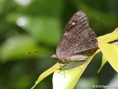 Dingy Purplewing