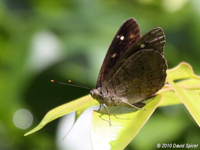 Dingy Purplewing