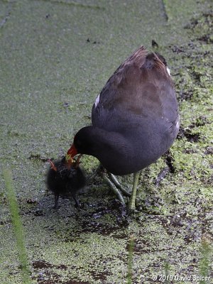 Common Moorhen