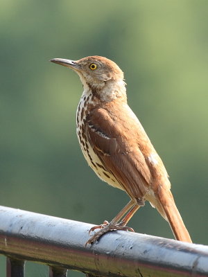 Brown Thrasher