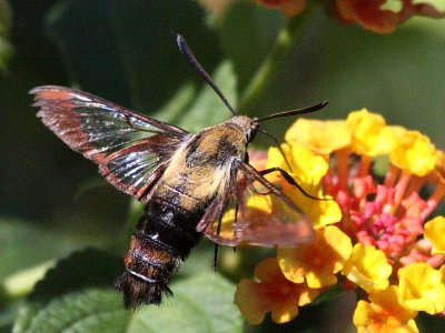 Snowberry Clearwing