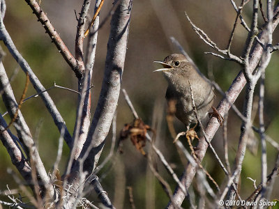 House Wren