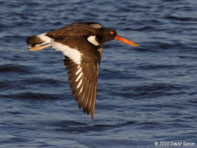 American Oystercatcher