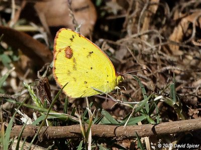 Little Yellow