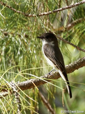 Eastern Phoebe