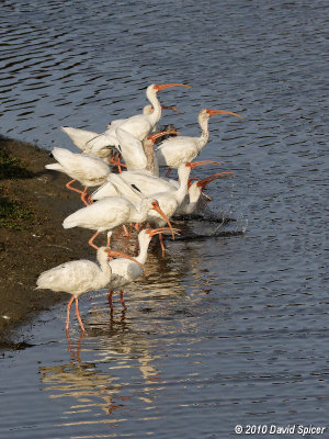 White Ibis