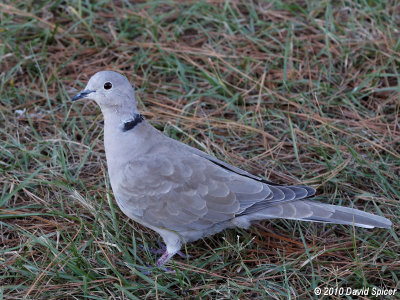 Eurasian Collared-Dove