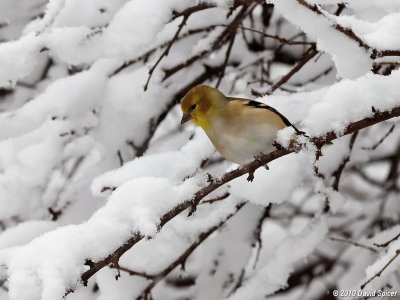 American Goldfinch