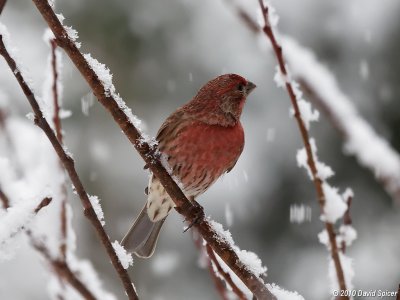 House Finch