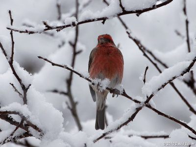 House Finch