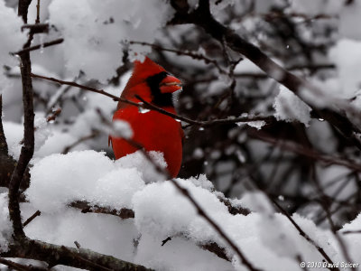 Northern Cardinal