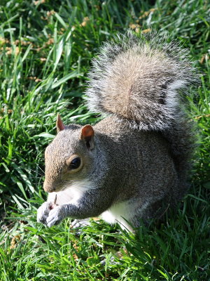 Squirrel.JPG