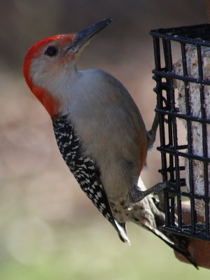 Red-bellied Woodpecker