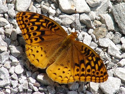 Great Spangled Fritillary