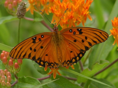 Gulf Fritillary