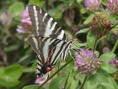 Zebra Swallowtail