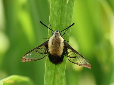 Snowberry Clearwing