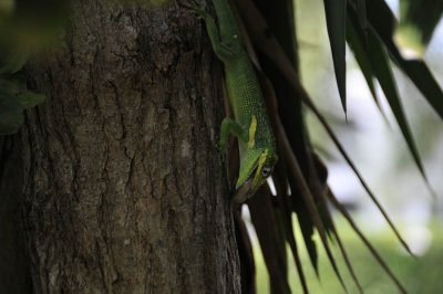 Gecko2.jpg