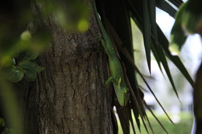 Gecko4.jpg