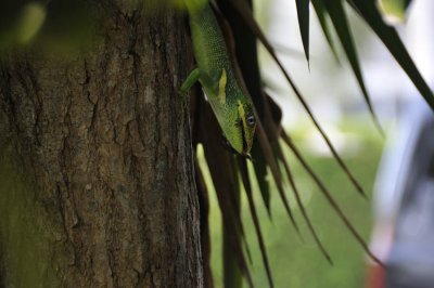 Gecko6.jpg