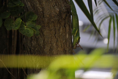 Gecko Eats Lizard