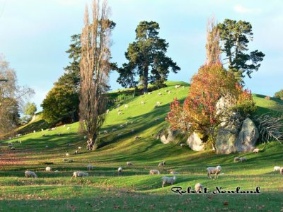Pastral scene New Zealand.jpg