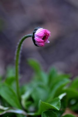 DSC_9951-MNRS - Small spring flower.jpg