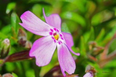 DSC_0155 Small flowers.jpg