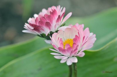 DSC_0181 Macro flowers.jpg