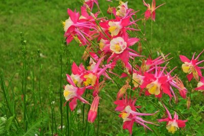 DSC_1670 Columbine.jpg