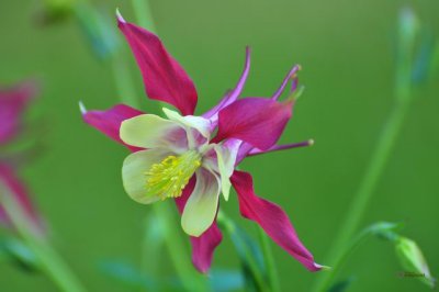 DSC_2012 Columbine.jpg