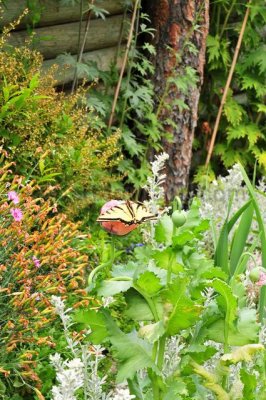 DSC_7117-Pb.jpg