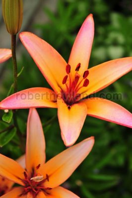 DSC_7145-Pb.jpg
