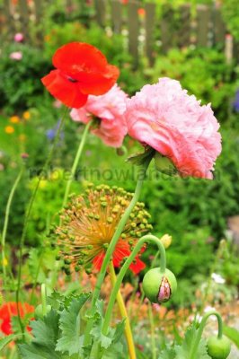 DSC_7154-Pb.jpg