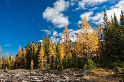 Larches in September