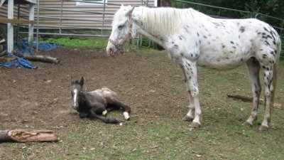 Dancers Filly, born 6/9
