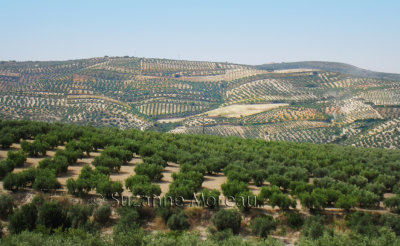 Andalusian olive trees.jpg
