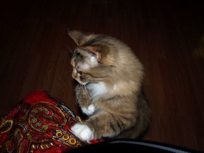 Pets