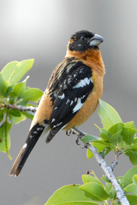 Black-Headed GrosBeak - Male