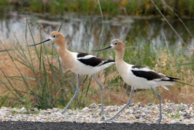 American Avocet - Male & Female